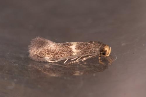 Elachista luticomella